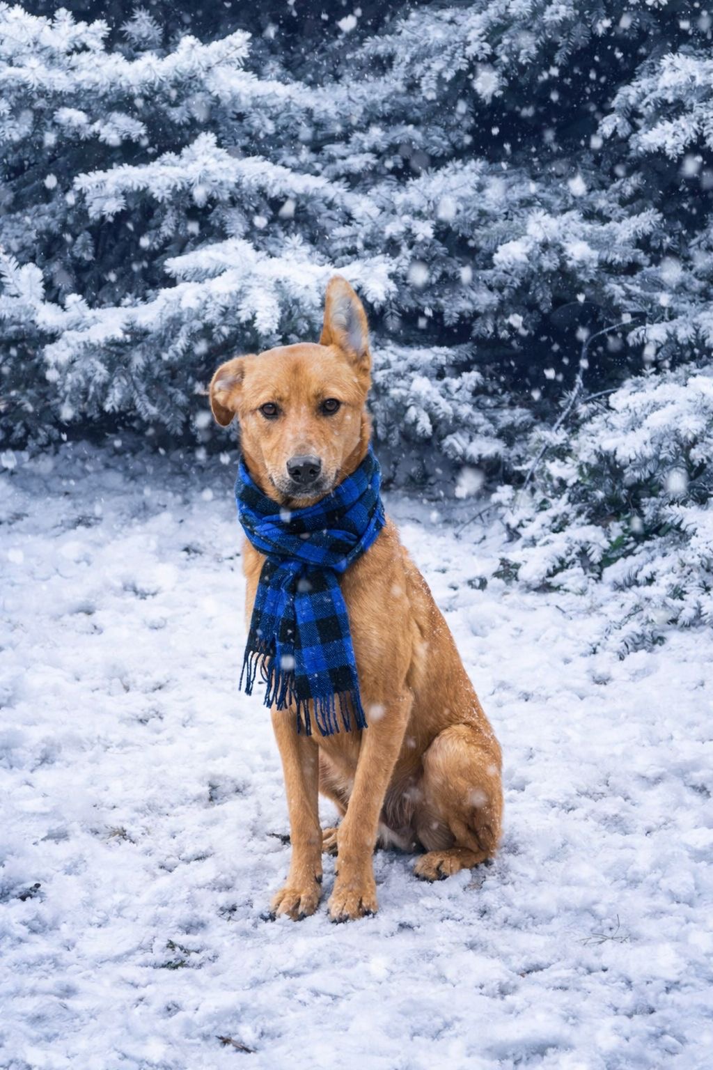 Rüde Voltron adoptieren