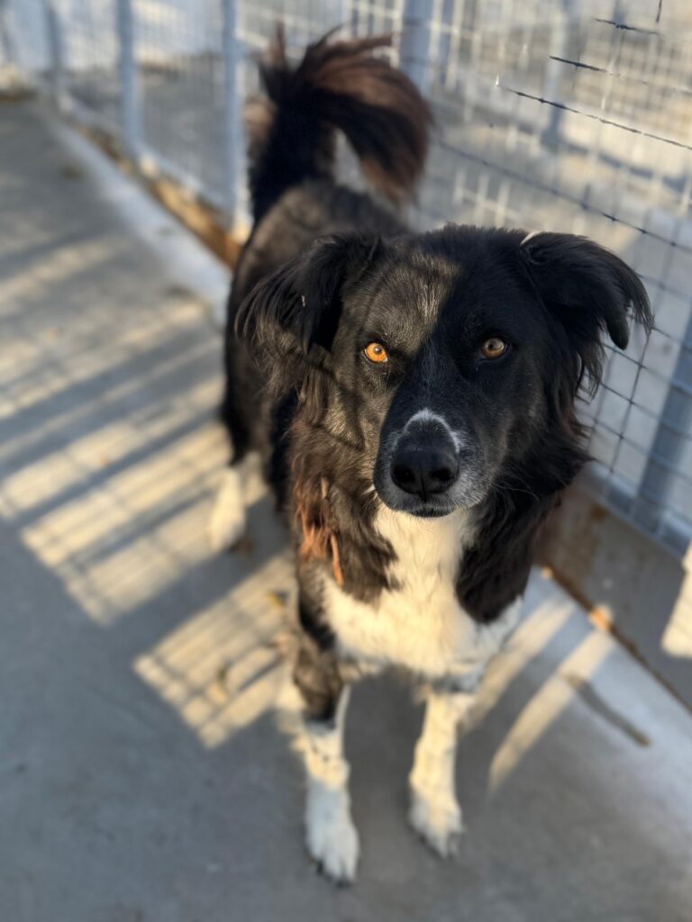 Rüde Tommy adoptieren