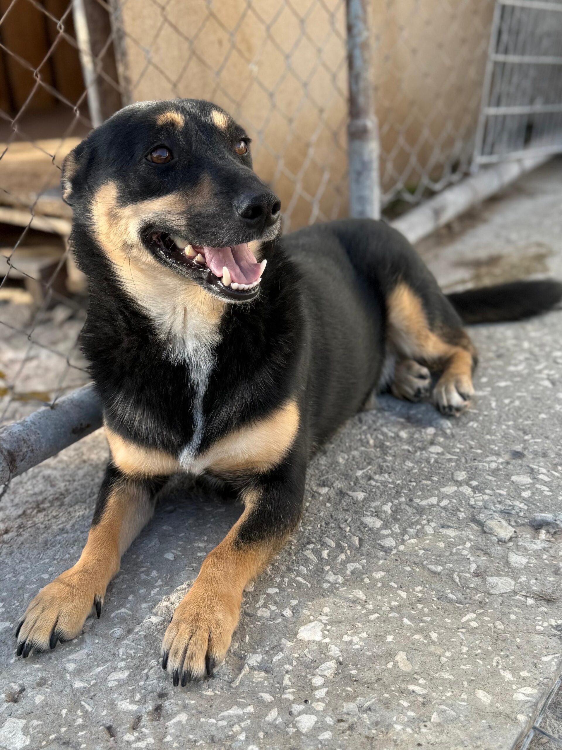 Rüde Hero adoptieren