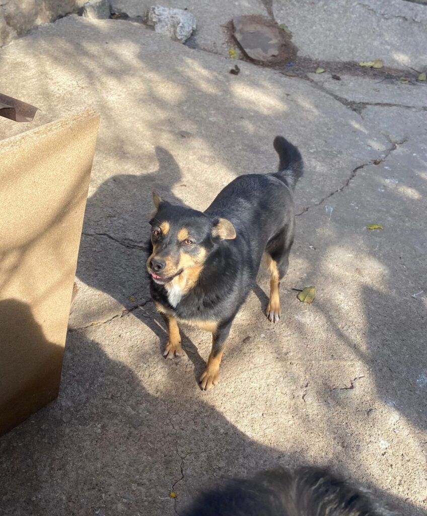 Hündin Dari adoptieren