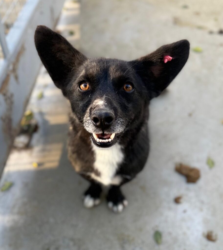 Rüde Scar adoptieren