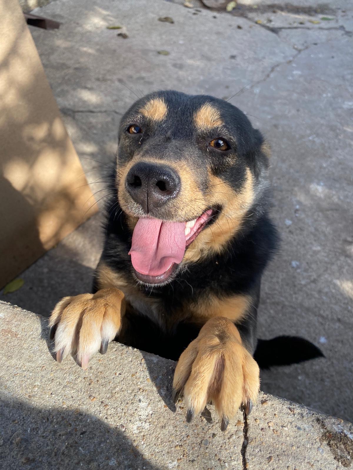 Hündin Dari adoptieren