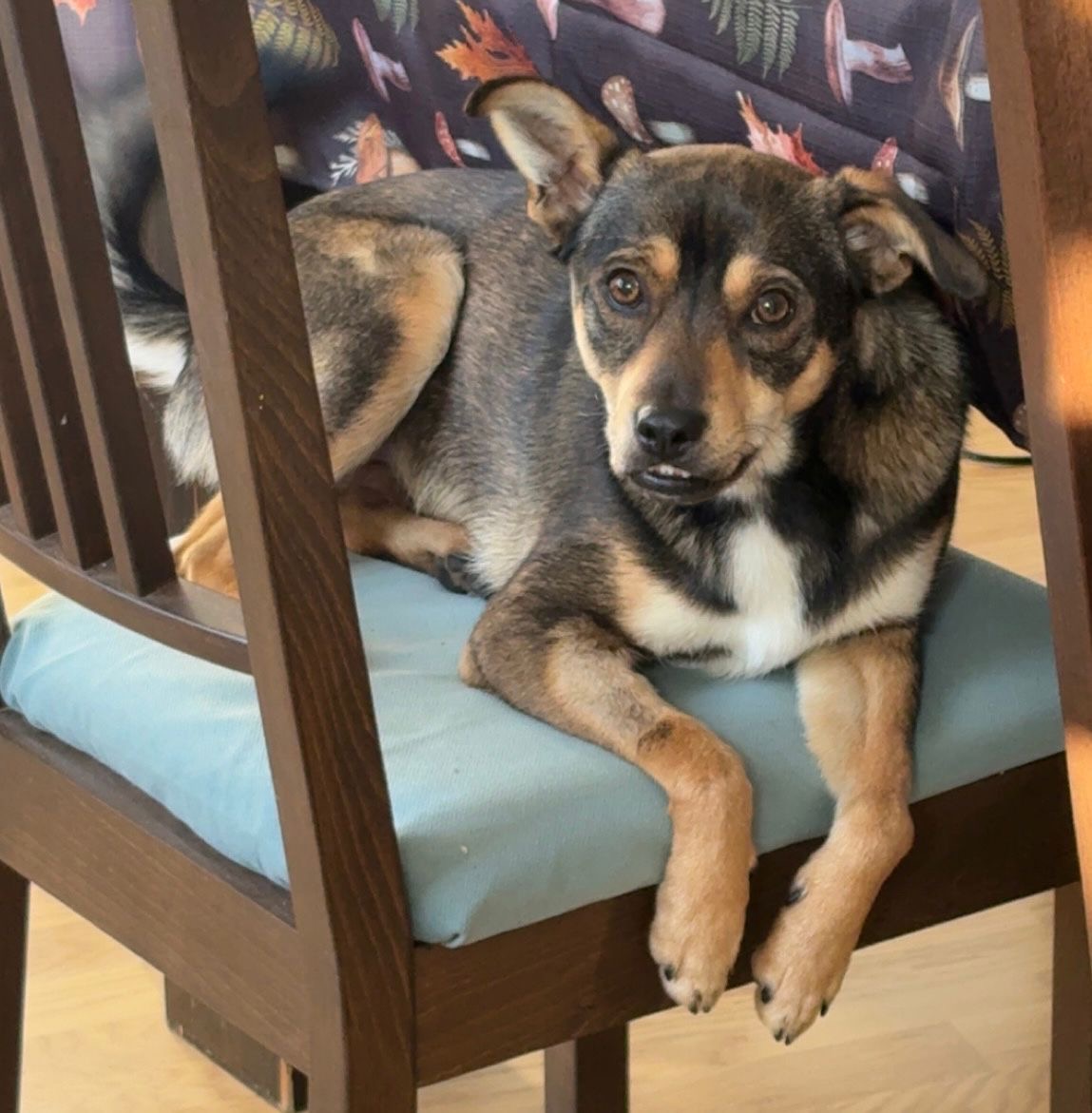 Rüde Marvel adoptieren