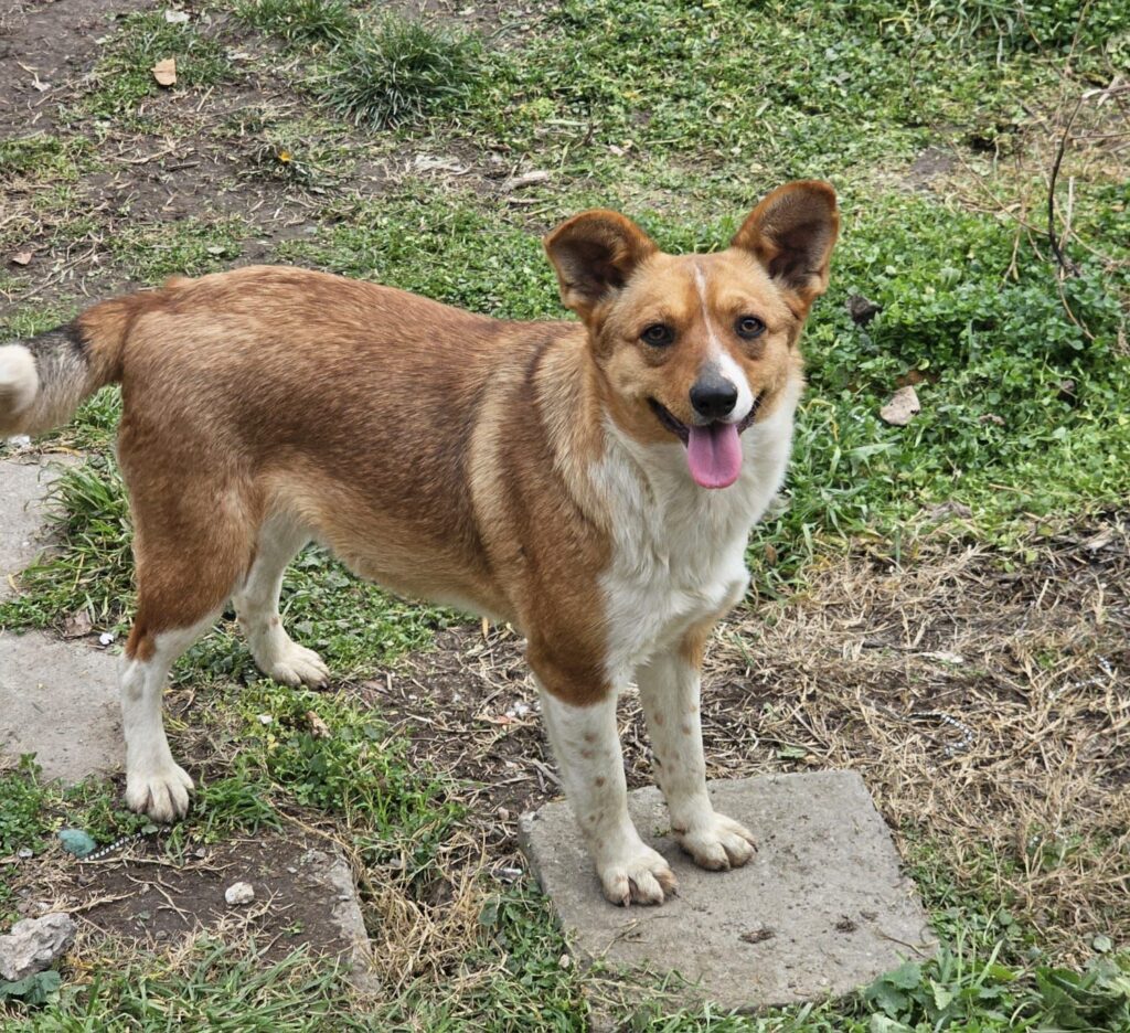 Hündin Kira adoptieren