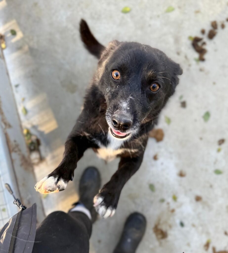 Rüde Scar adoptieren