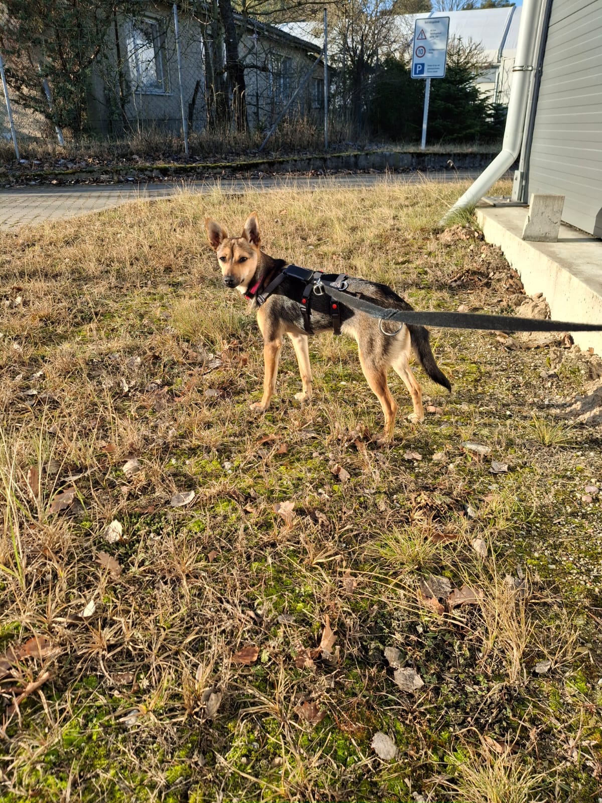 Adoptiere Hündin Twinky