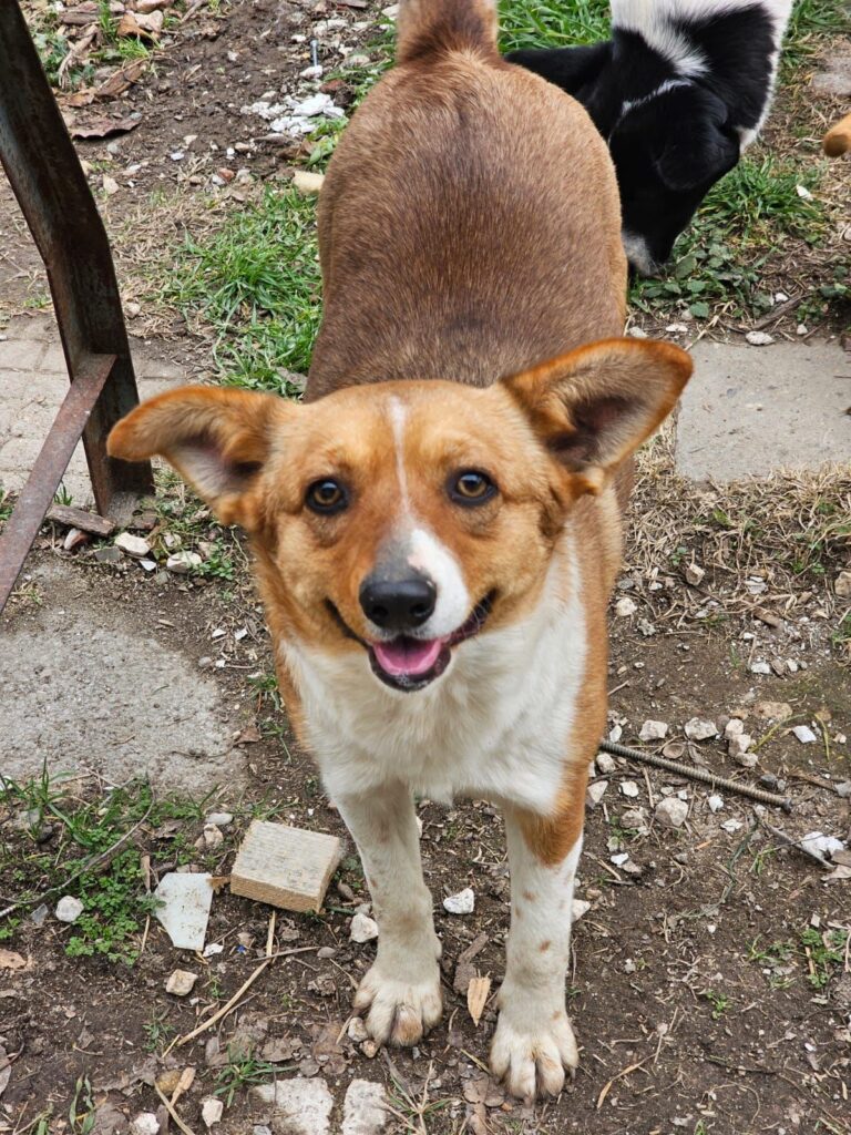 Hündin Kira adoptieren