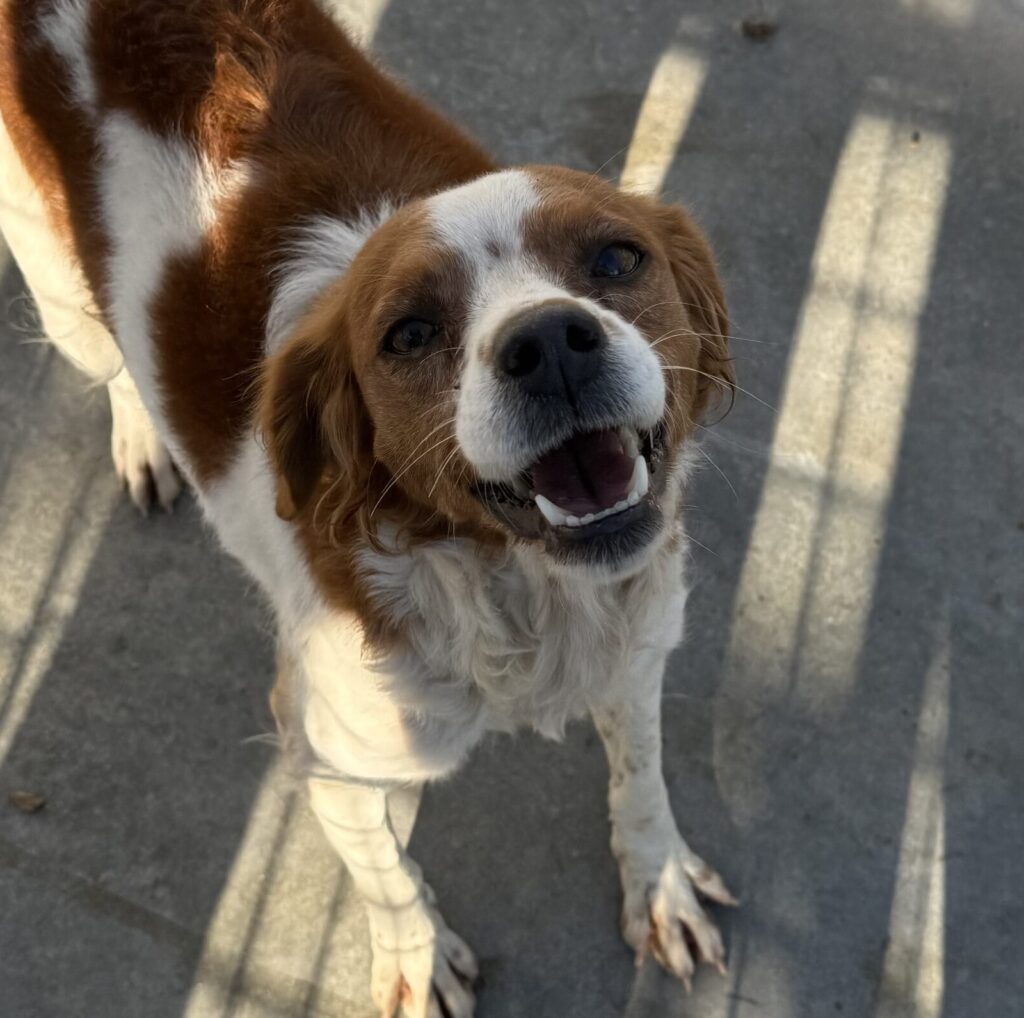 Hündin Joy adoptieren