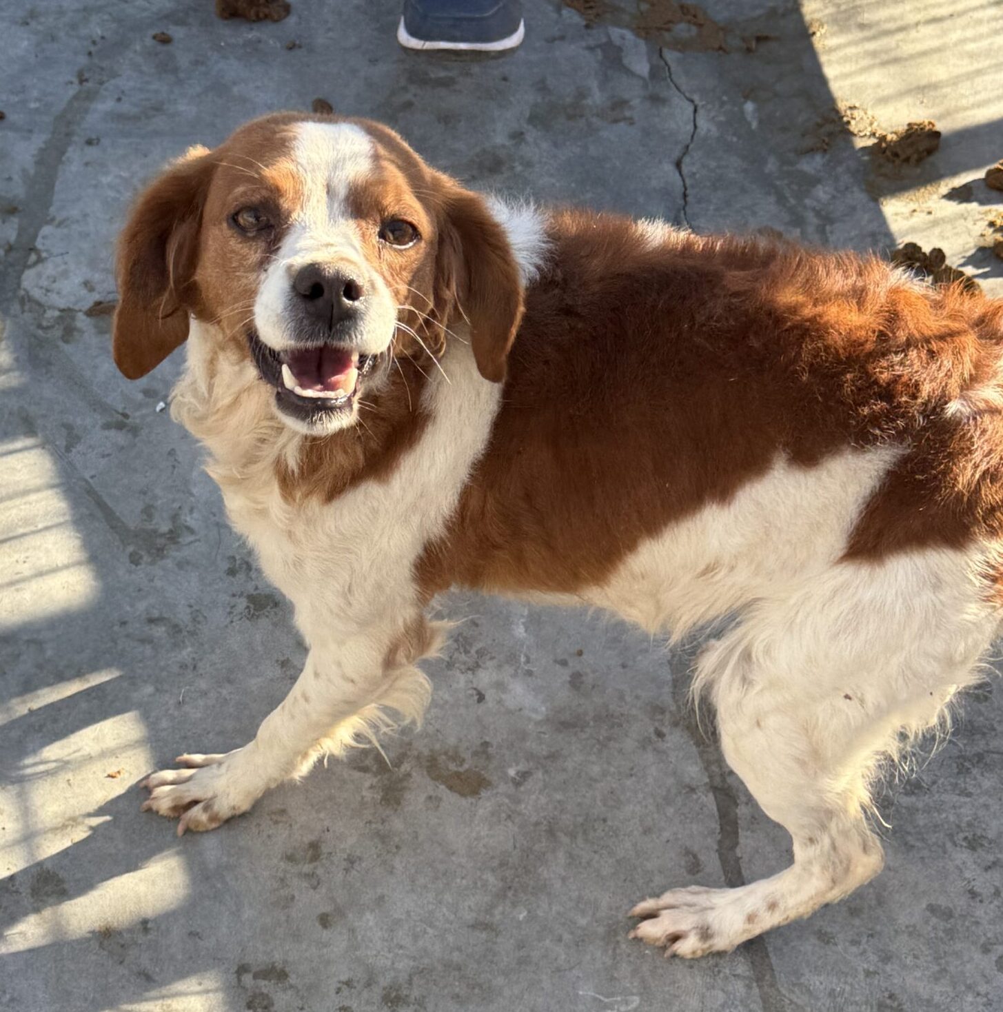 Hündin Joy adoptieren