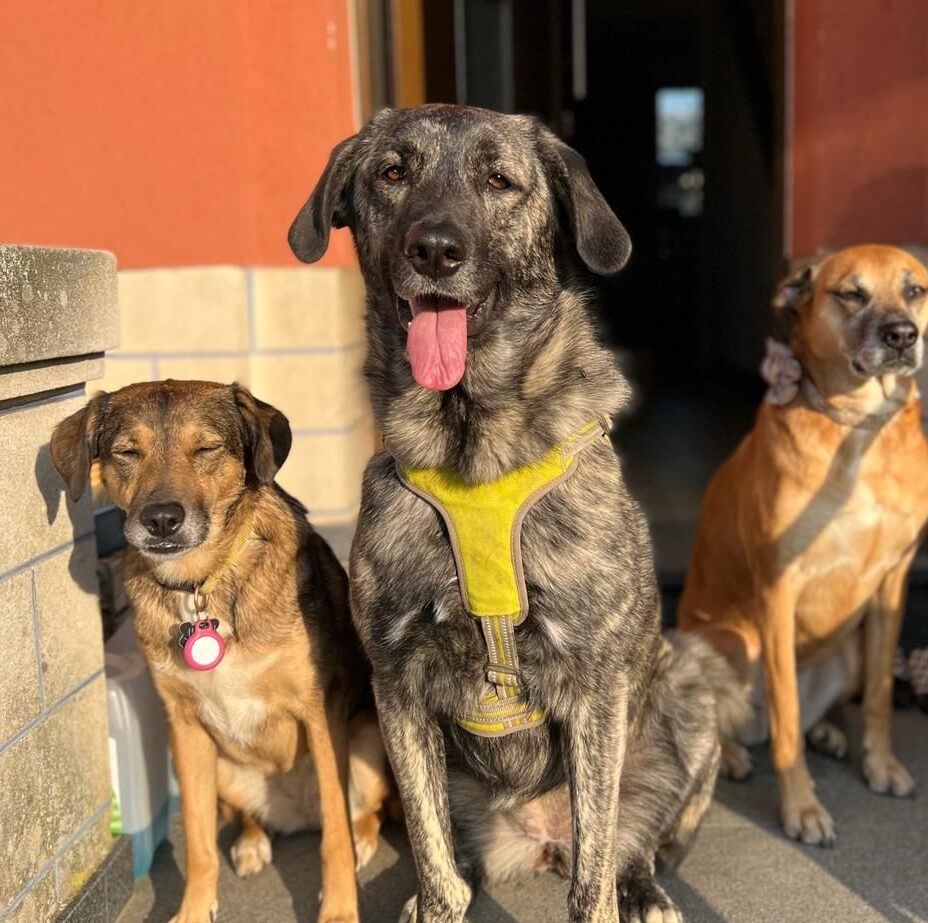 Hündin Lola adoptieren