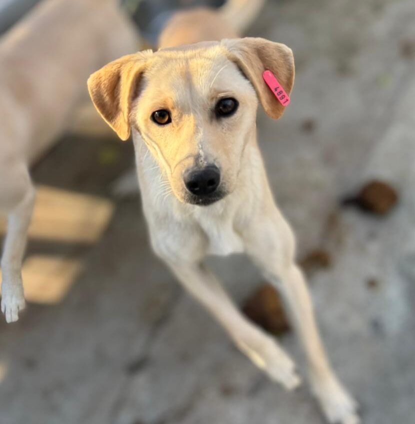 Rüde Yukio adoptieren