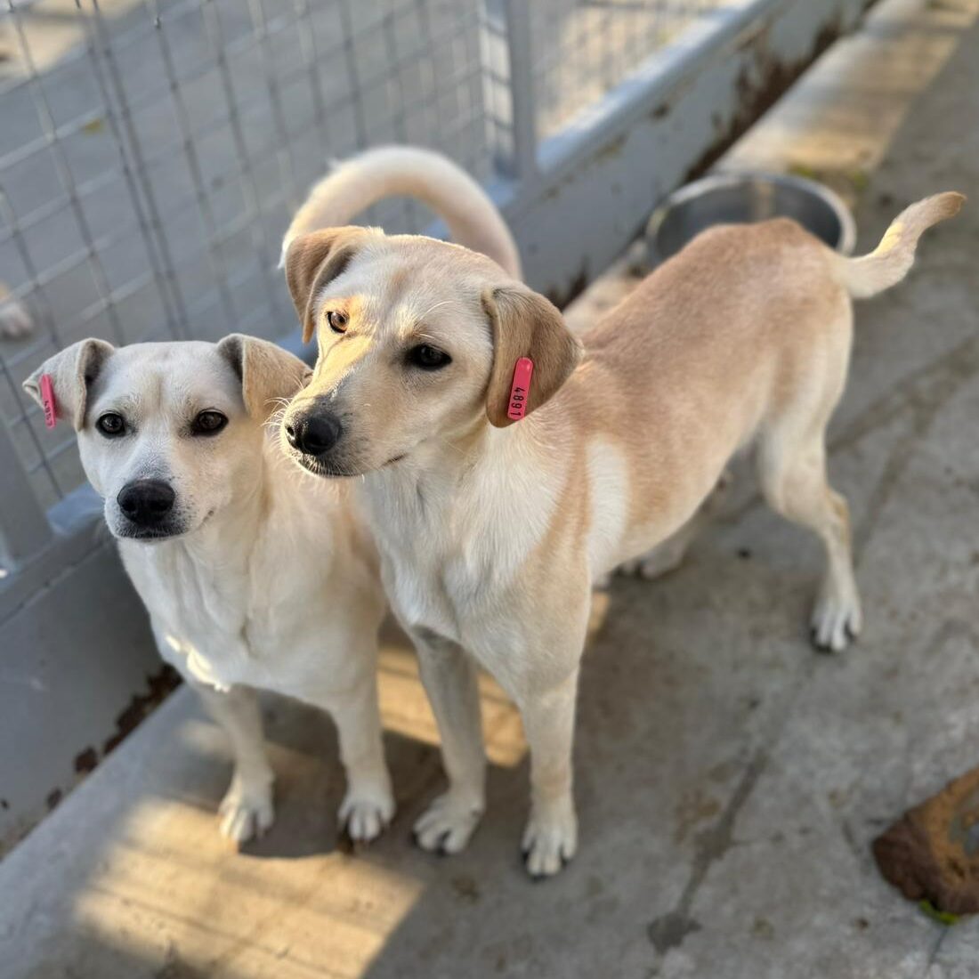 Rüde Yukio und Hündin Candle