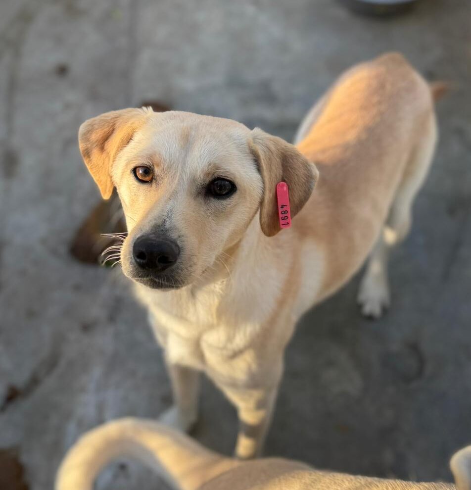 Rüde Yukio adoptieren