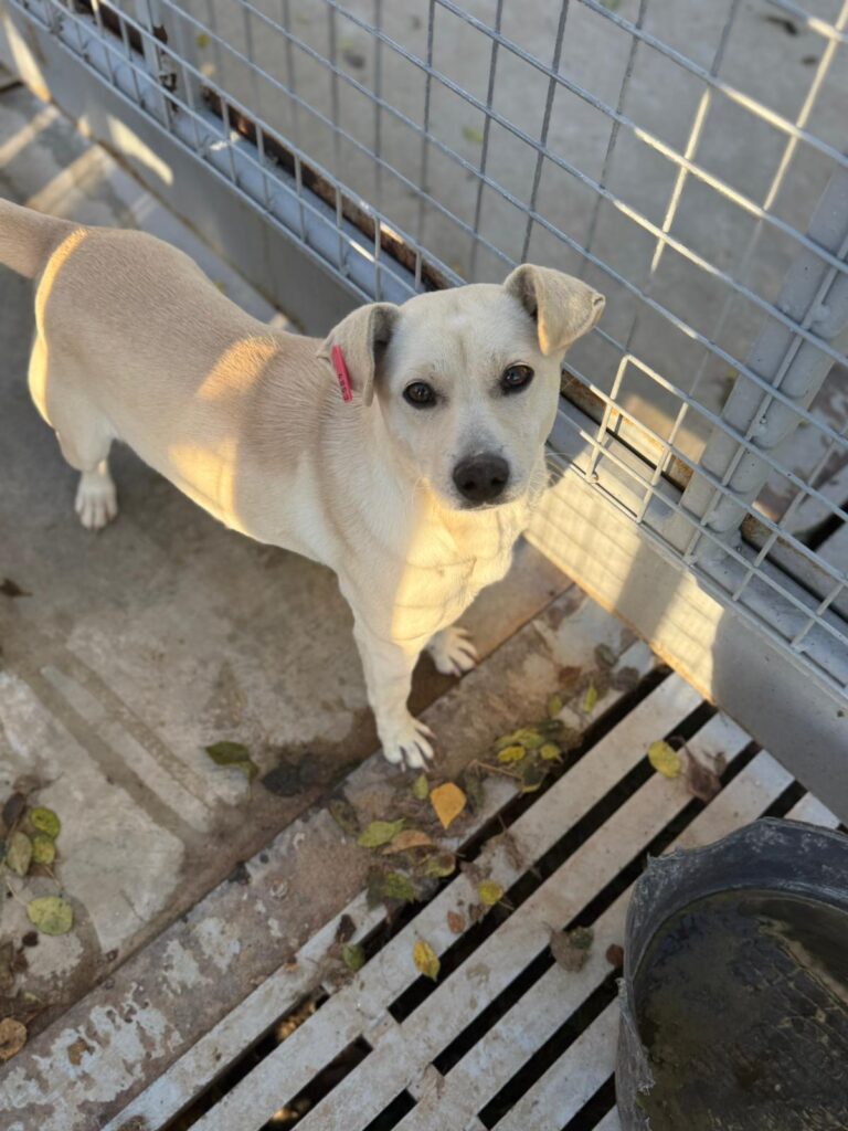 Hündin Candle adoptieren