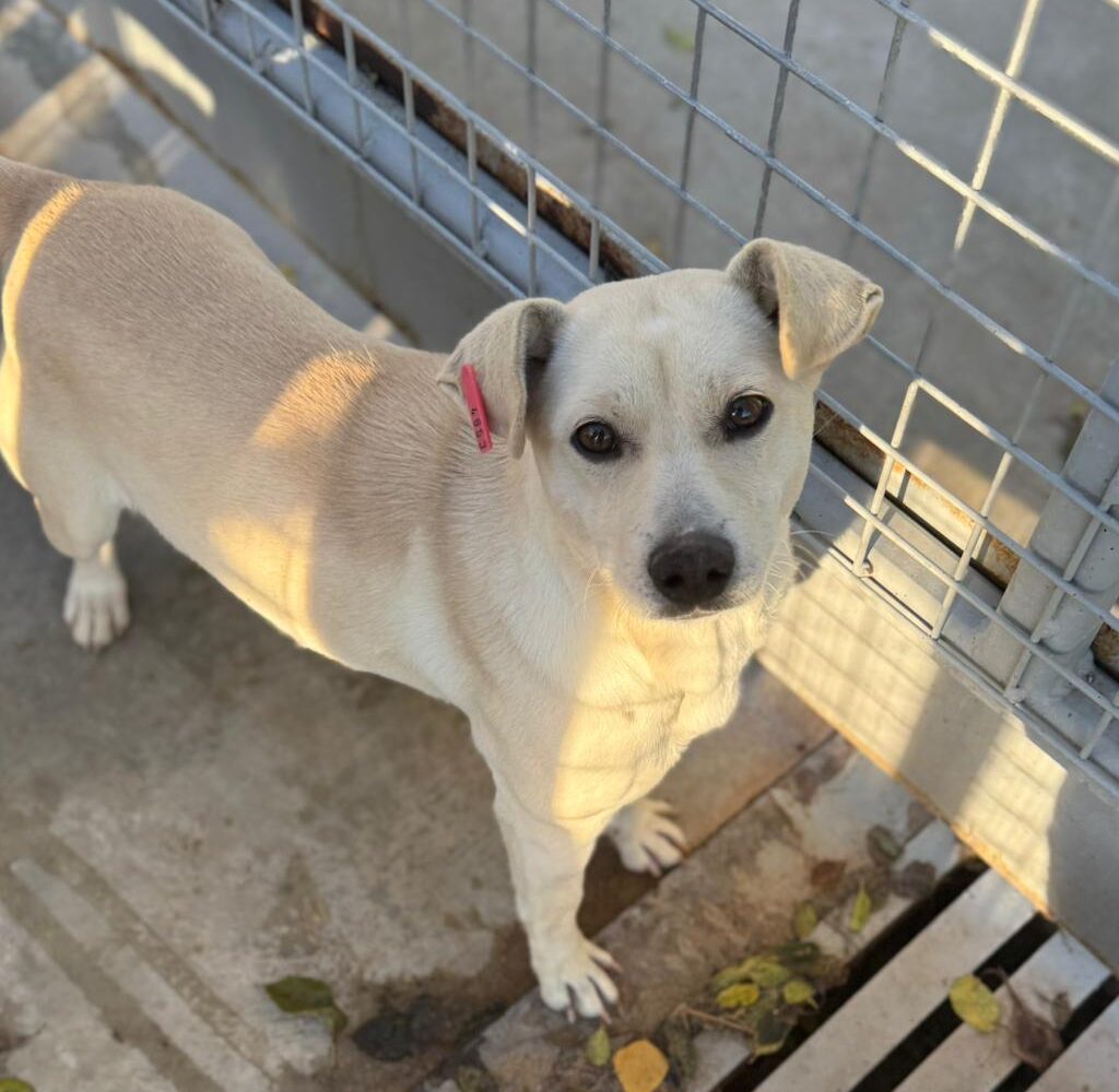 Hündin Candle adoptieren