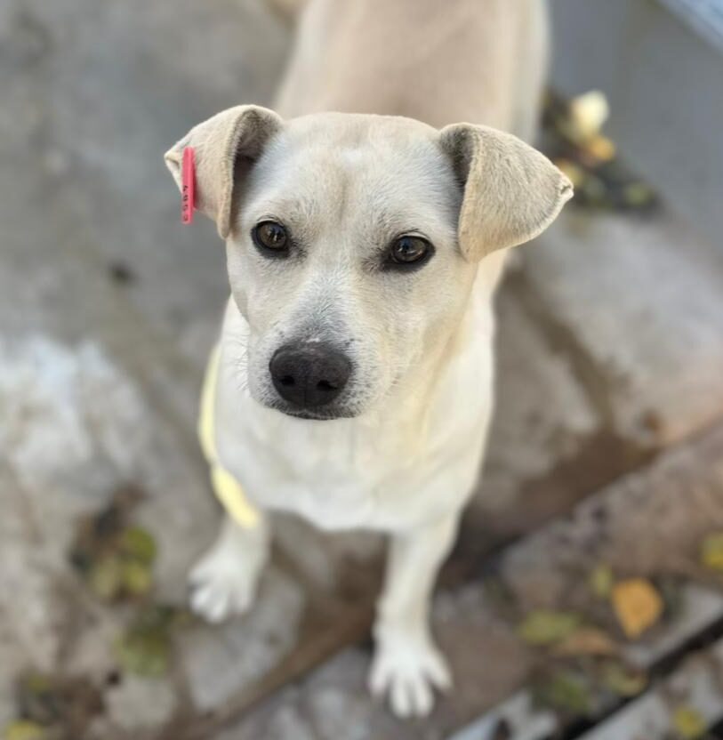 Hündin Candle adoptieren