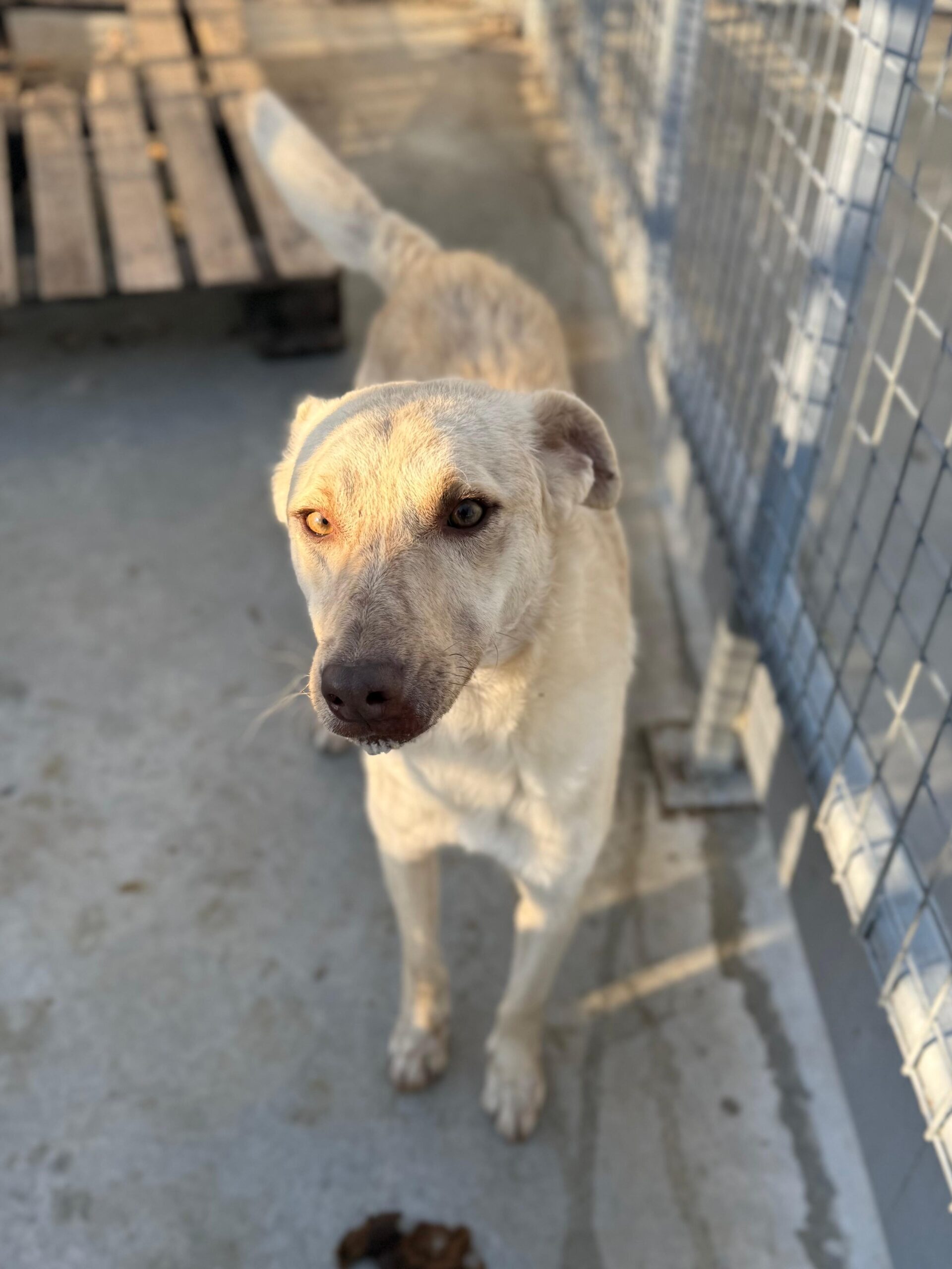 Churros adoptieren