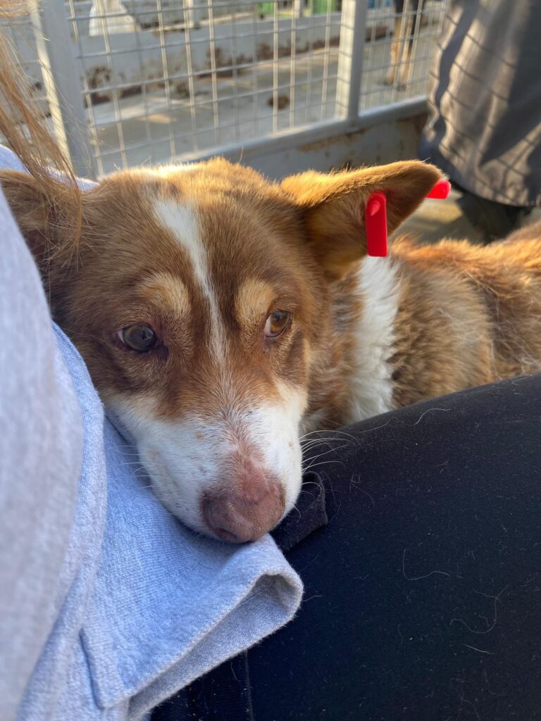 Hündin Twinkle adoptieren