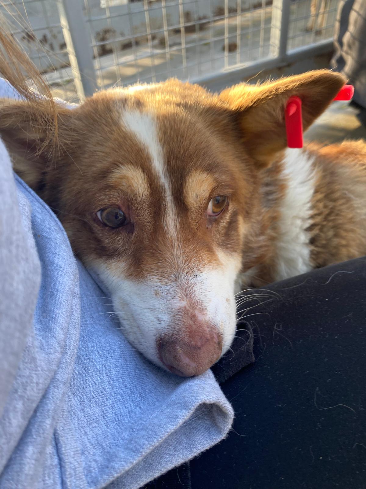 Hündin Twinkle sucht ein Zuhause