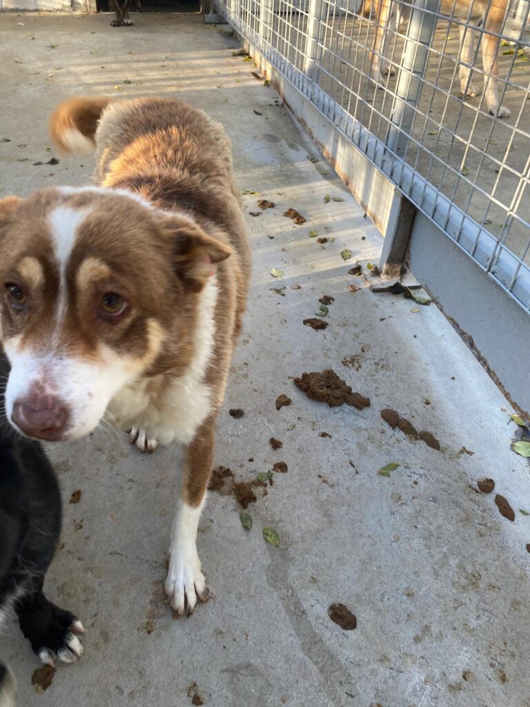 Hündin Twinkle sucht ein Zuhause