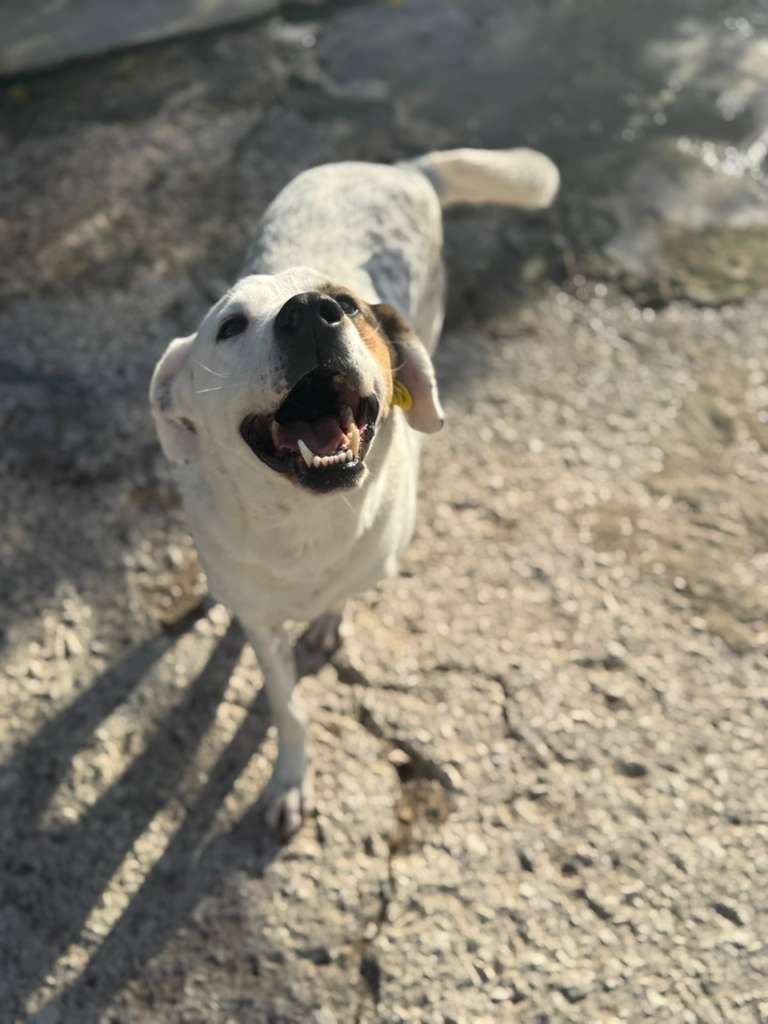 Rüde Pansy adoptieren