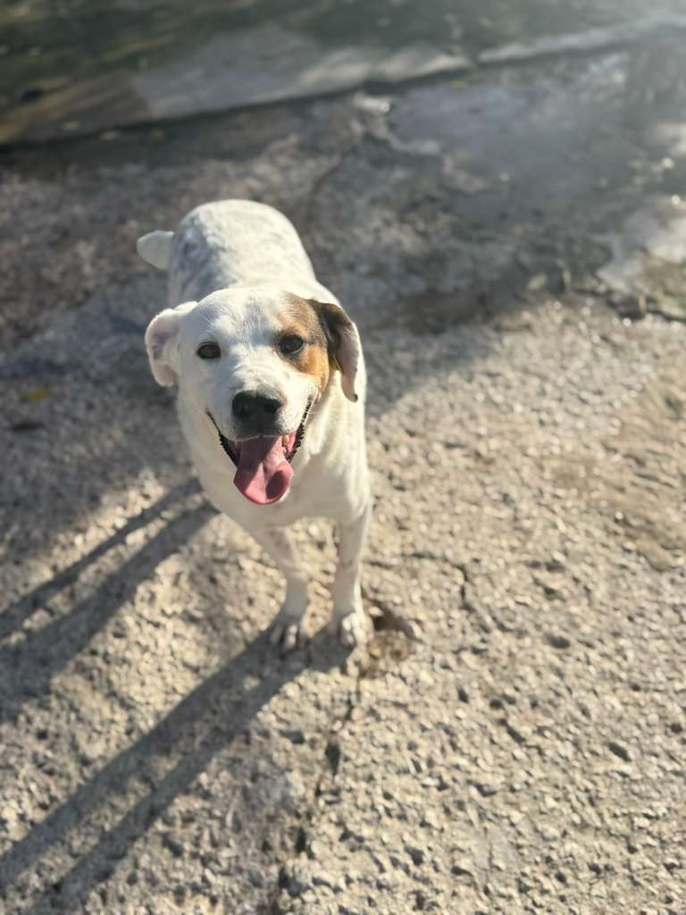 Rüde Pansy adoptieren