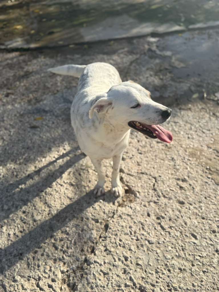 Rüde Pansy adoptieren