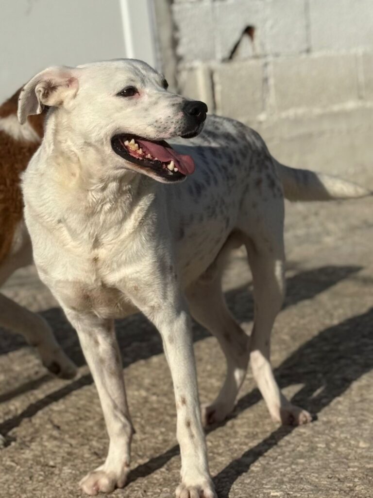 Rüde Pansy adoptieren