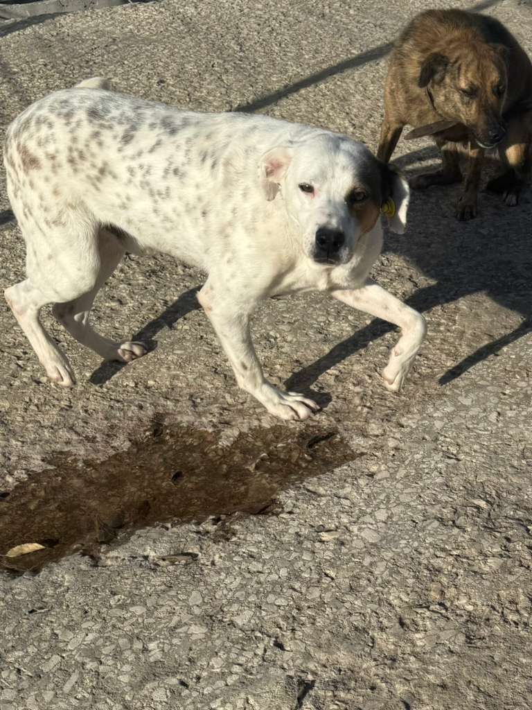 Rüde Pansy adoptieren