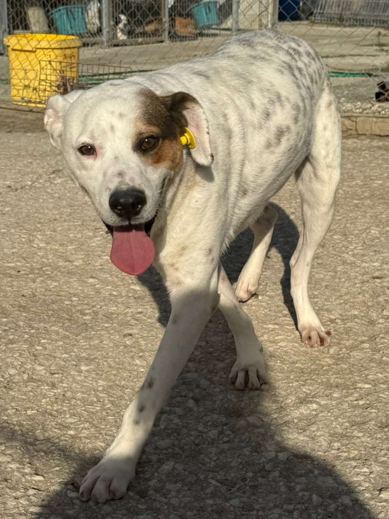 Rüde Pansy adoptieren