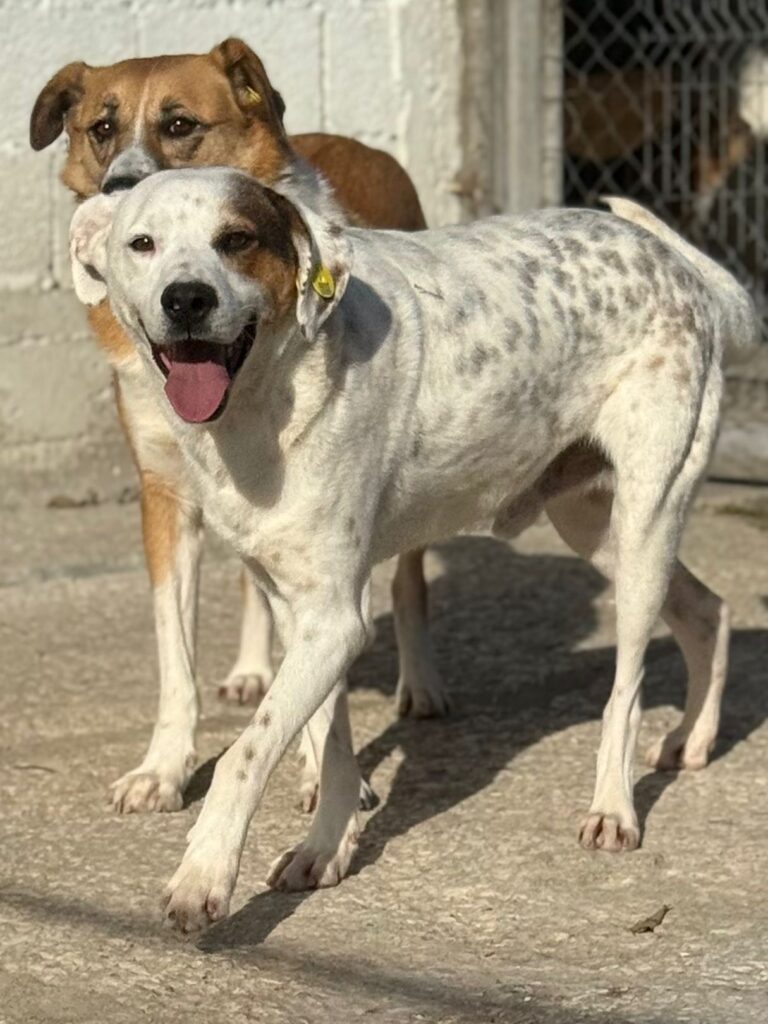 Rüde Pansy adoptieren