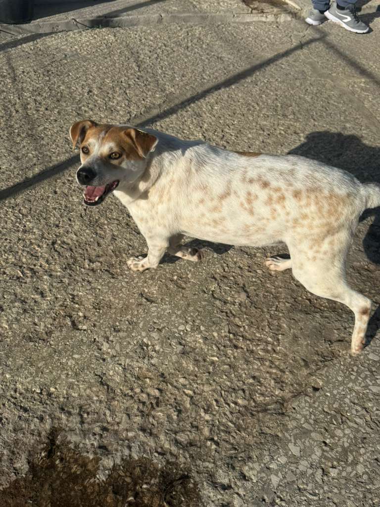 Rüde Garlic adoptieren