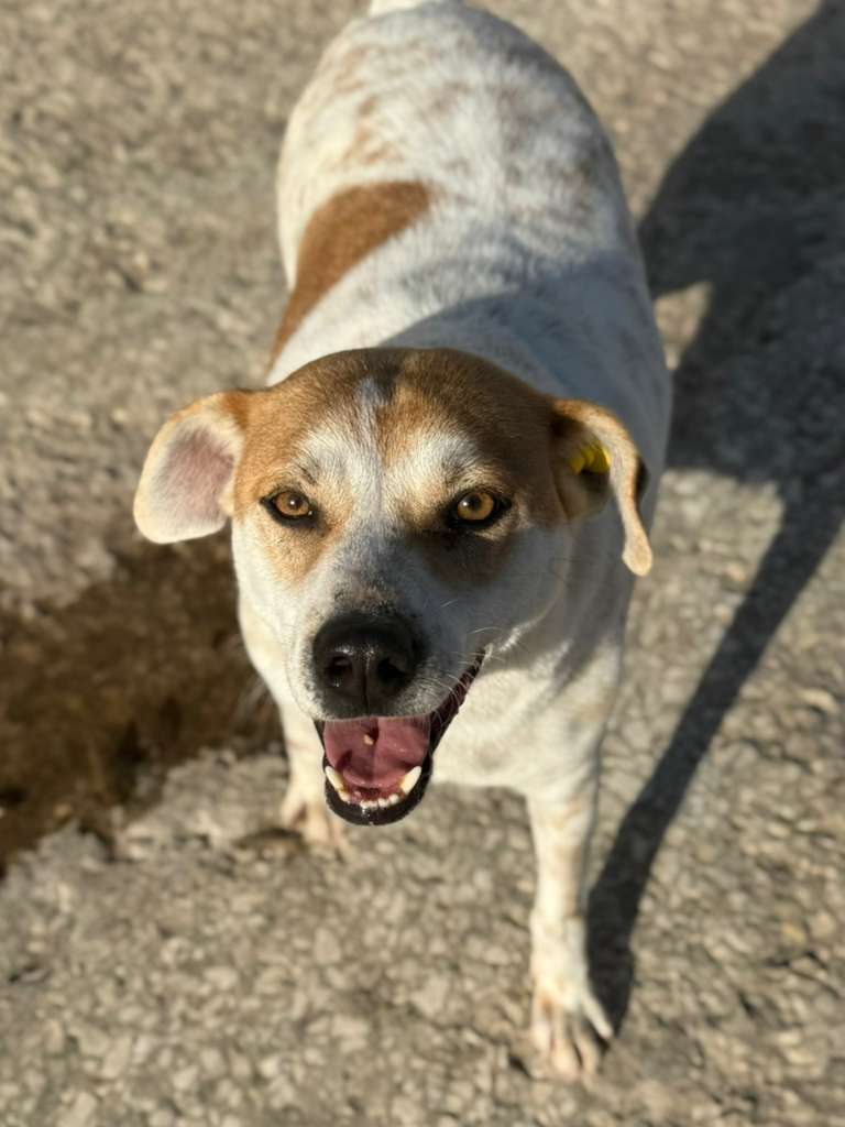 Rüde Garlic adoptieren