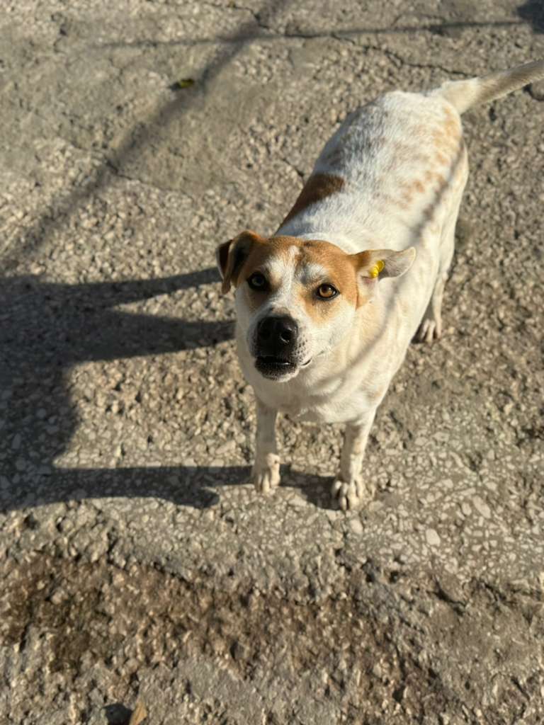 Rüde Garlic adoptieren