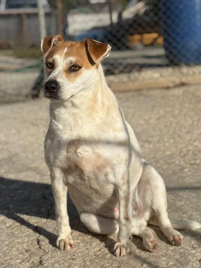 Rüde Garlic adoptieren