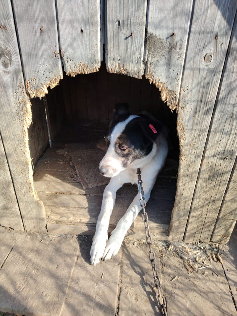 Adoptiere Rüde Dill