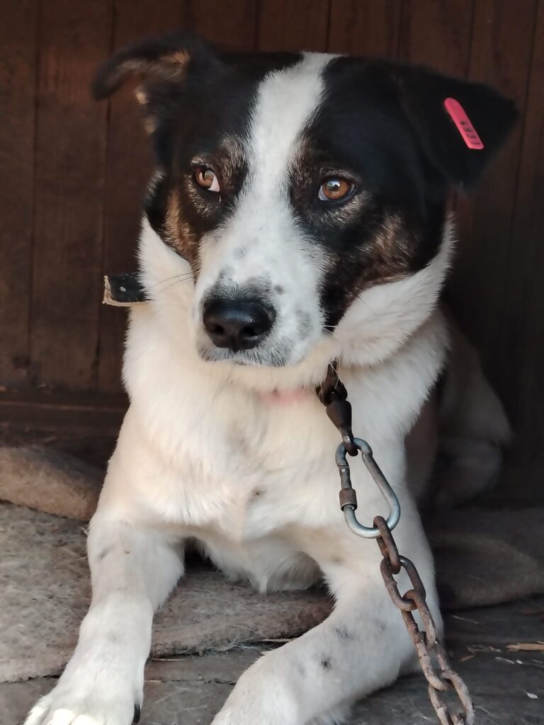 Adoptiere Rüde Dill