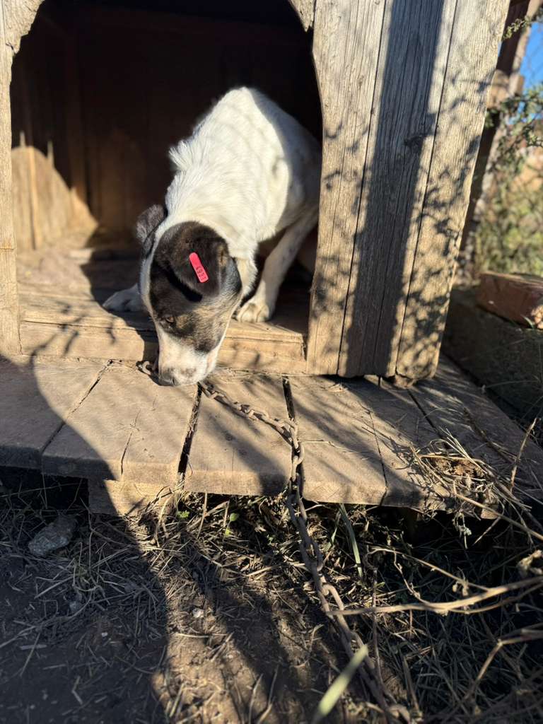 Adoptiere Rüde Dill