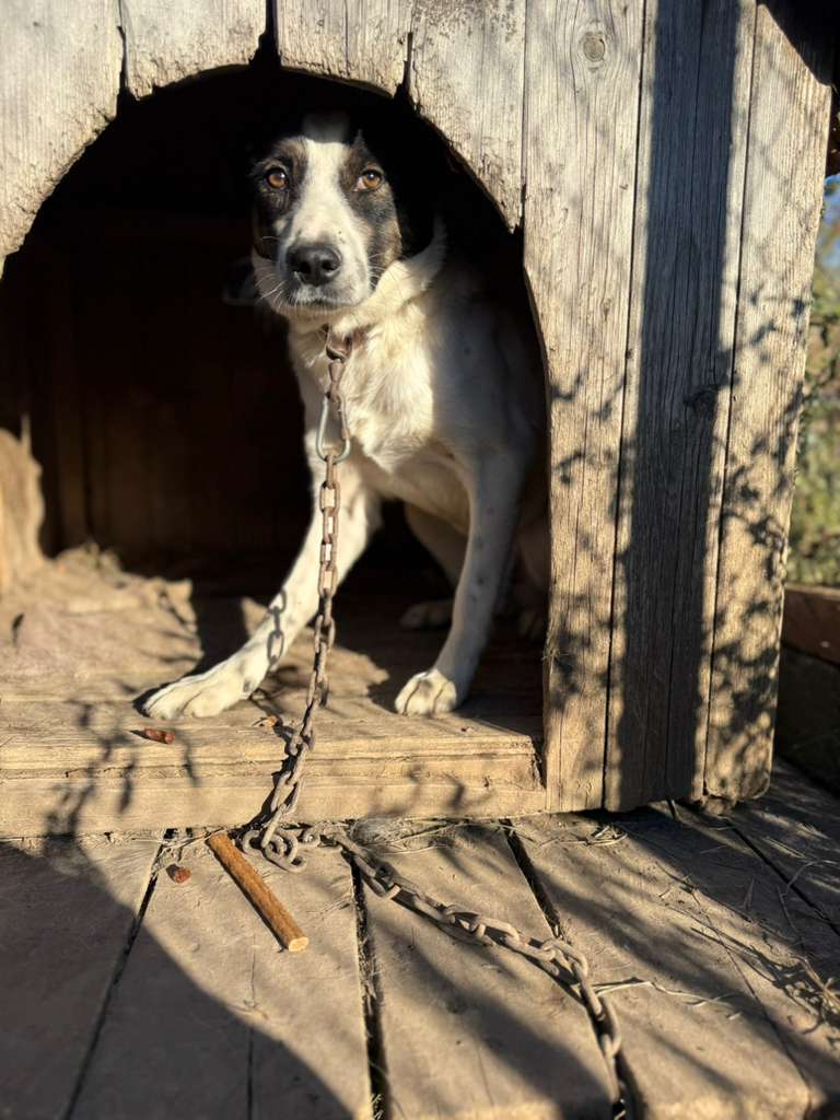 Adoptiere Rüde Dill