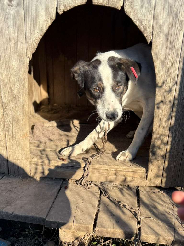 Adoptiere Rüde Dill