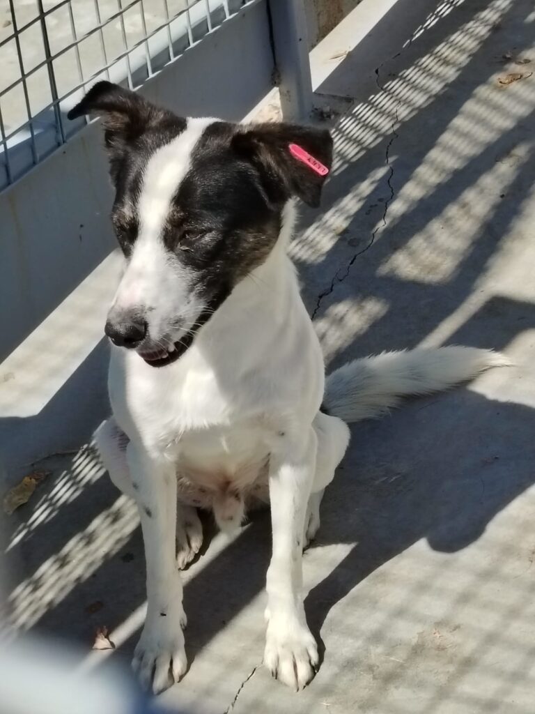 Adoptiere Rüde Dill