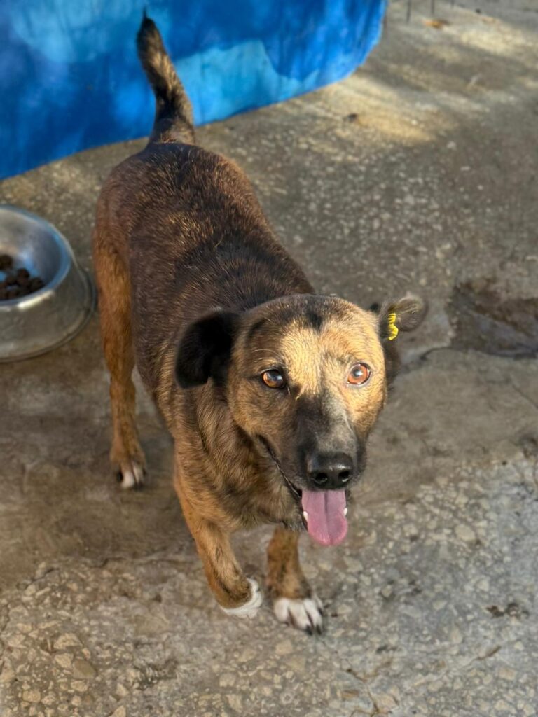 Rüde Indigo adoptieren