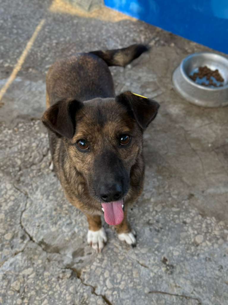 Rüde Indigo adoptieren