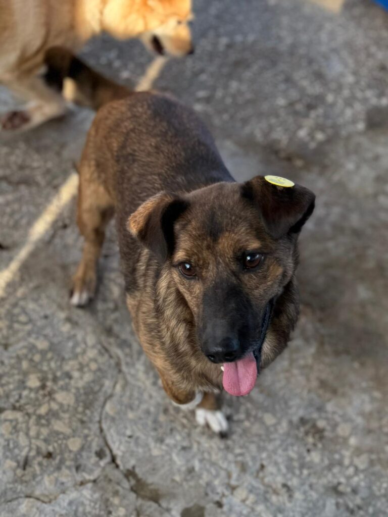 Rüde Indigo adoptieren