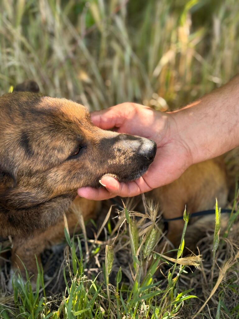 Rüde Indigo adoptieren
