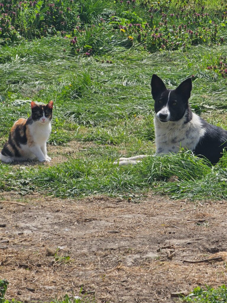 Hündin Finja adoptieren