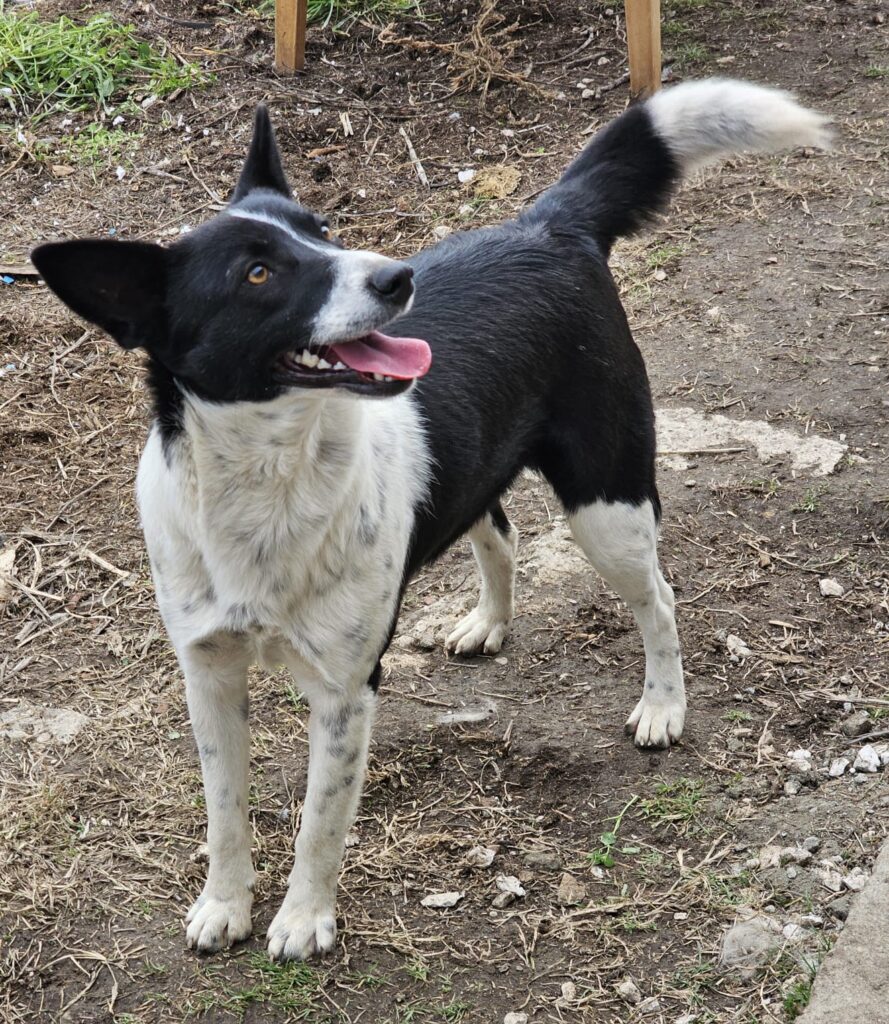 Hündin Finja adoptieren