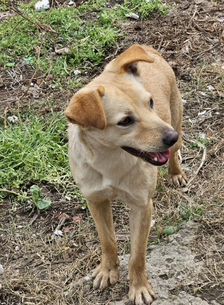 Rüde Jax adoptieren