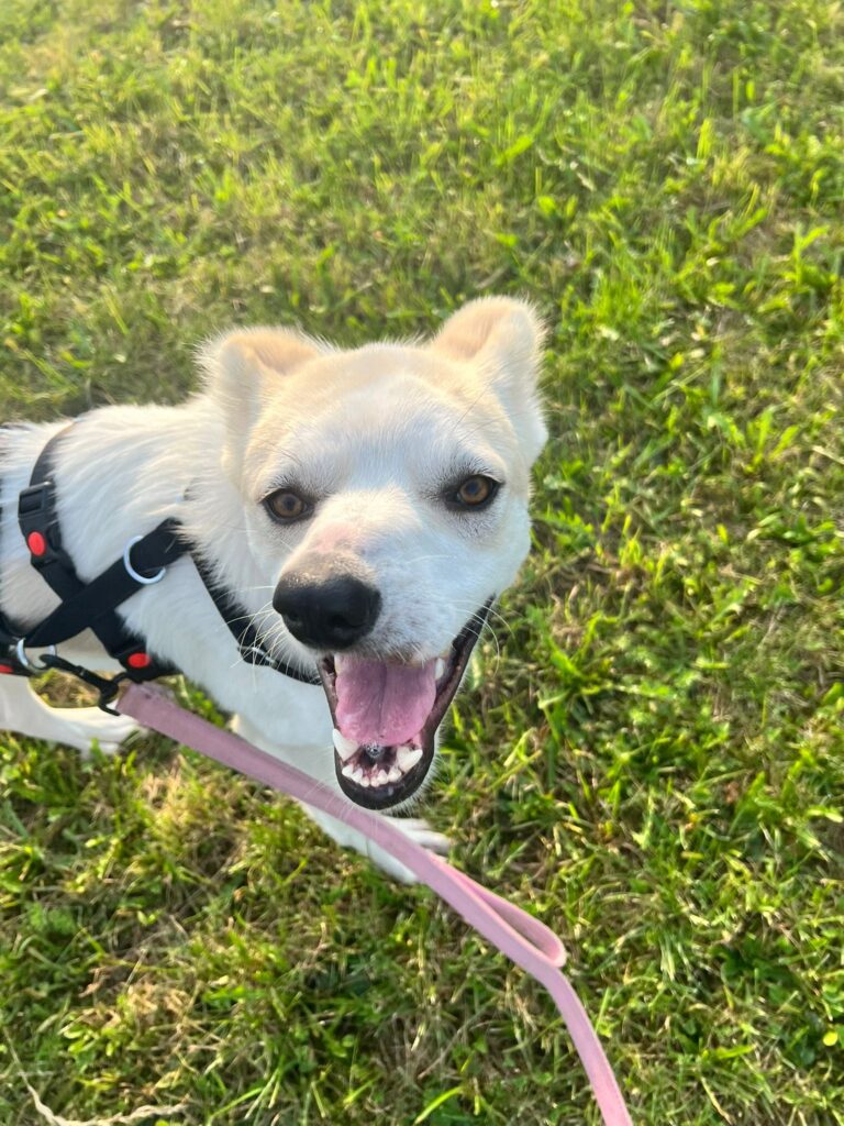 Hündin Bela adoptieren