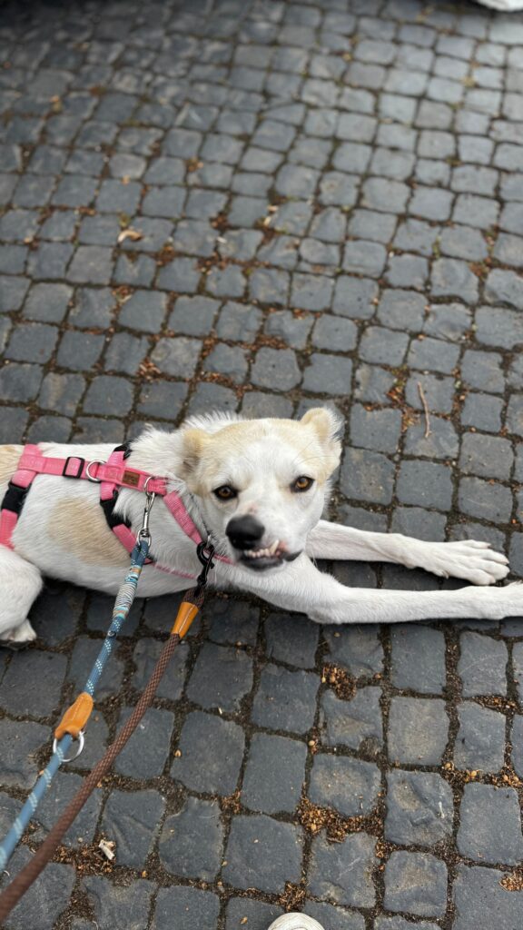 Hündin Bela adoptieren